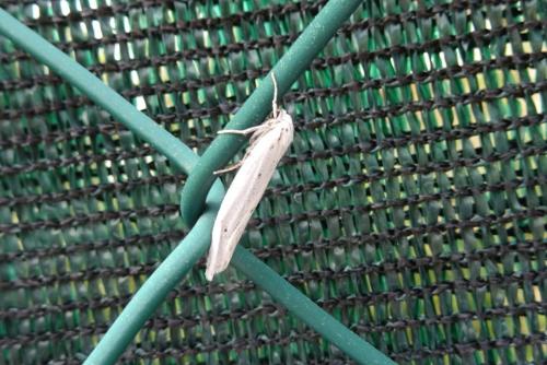 Coscinia cribraria